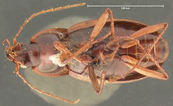 Media type: image;   Entomology 33022 Aspect: habitus ventral view